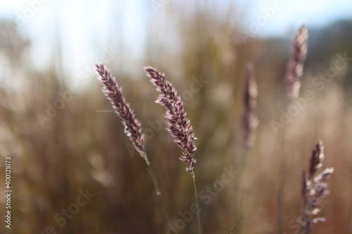 grass flower © GardenSoopsaewool