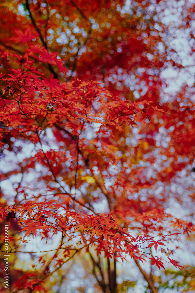 Red maple leaves and Chinese classical architecture in autumn Red maple leaves and Chinese classical architecture in autumn