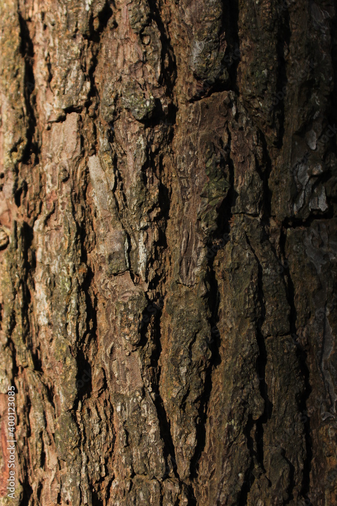 texture, bark, tree, wood, nature, brown, trunk, pattern, rough, forest, oak, old, abstract, closeup, plant, natural, detail, wooden, textured, pine, surface, macro, woods, timber, material texture, bark, tree, wood, nature, brown, trunk, pattern, rough, forest, oak, old, abstract, closeup, plant, natural, detail, wooden, textured, pine, surface, macro, woods, timber, material