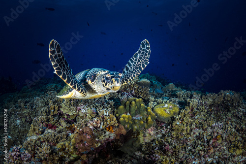 Hawksbill sea turtle swims above coral reef in tropical waters photo