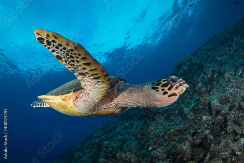 Female Hawksbill turtle swimming around coral reef with sun rays bursting through the shallow water