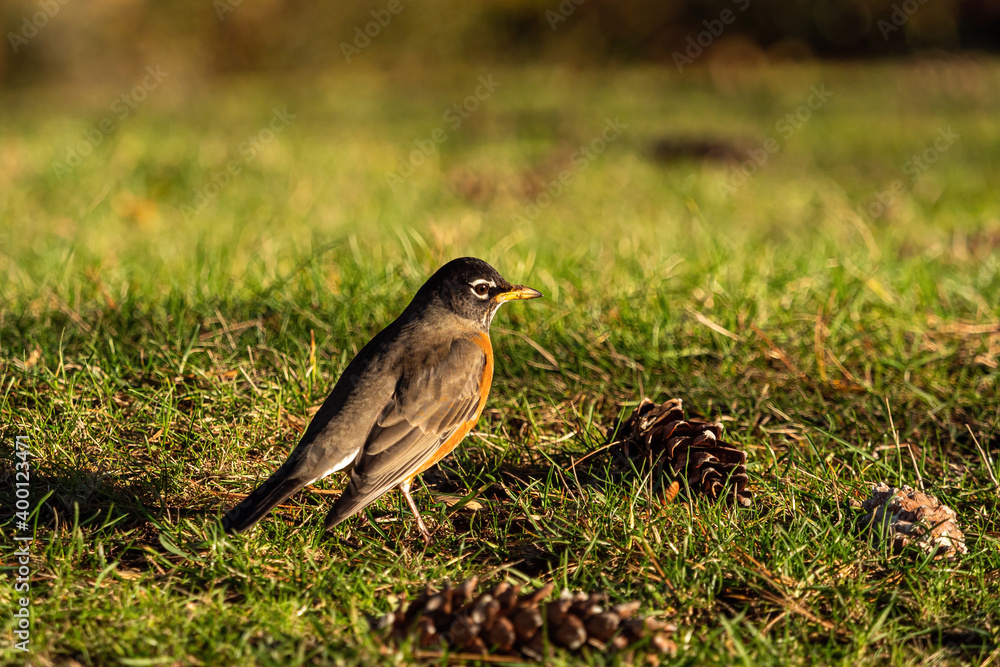 one cute American Robin resting on the grass field under the warm morning sun light one cute American Robin resting on the grass field under the warm morning sun light
