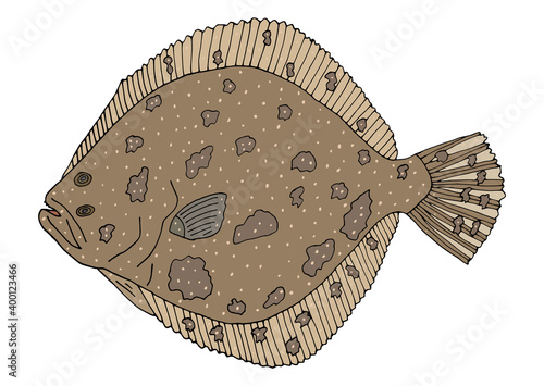 Fish turbot hand drawn. Beautiful color fish isolated on white background. Vector illustration.