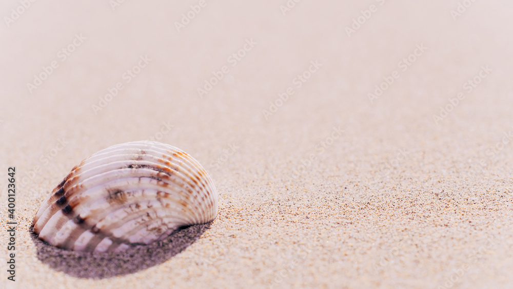 Summer time. Seashells, starfishes on sand ocean beach background. Travel concept in minimal style. Summer time. Seashells, starfishes on sand ocean beach background. Travel concept in minimal style.