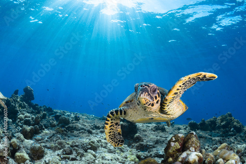 Female Hawksbill turtle swimming around coral reef with sun rays bursting through the shallow water © Mike Workman