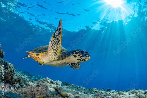 Female Hawksbill turtle swimming around coral reef with sun rays bursting through the shallow water