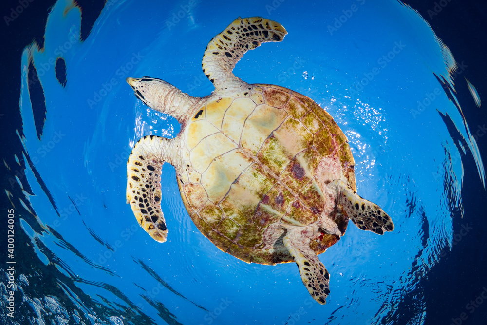 Obraz premium Female Hawksbill turtle swimming around coral reef with sun rays bursting through the shallow water