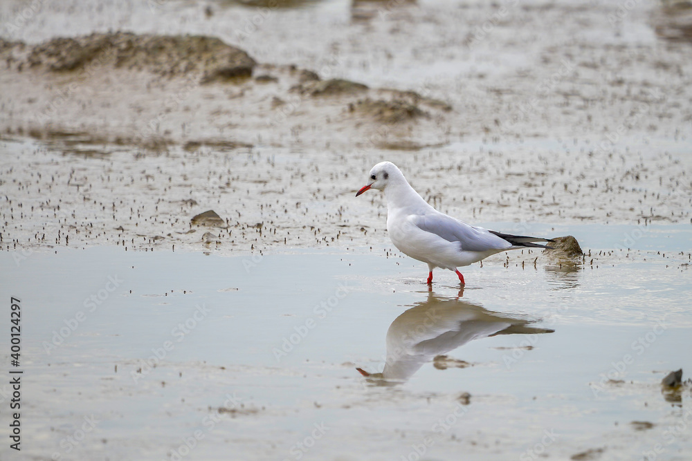 A seagull is foraging on the beach
A seagull is foraging on the beach