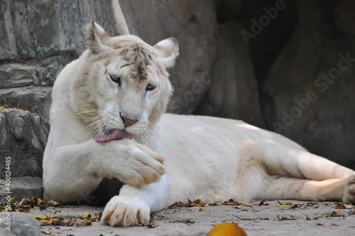 A white tiger is resting and licking his feet 