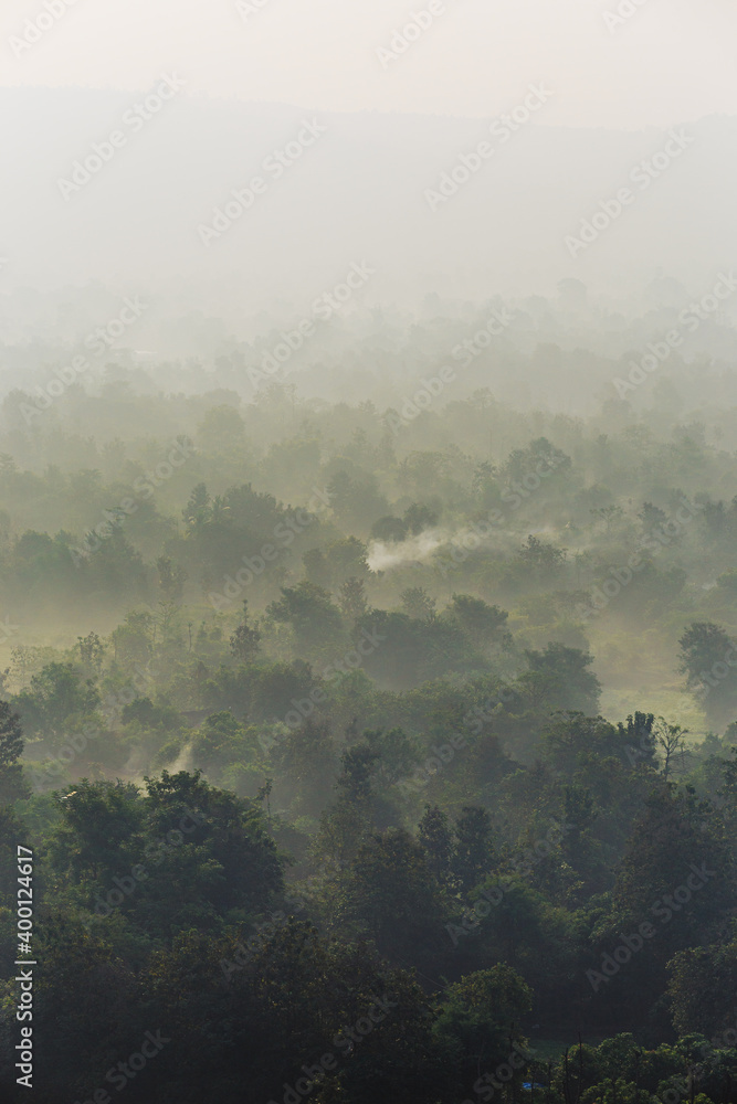 Trees in dense forest in valley with fog and mist with smoke coming from burning of trees Trees in dense forest in valley with fog and mist with smoke coming from burning of trees