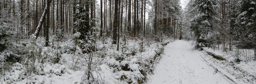 Panorama of winter forest with trees covered snow. view of the snowy road in the forest. Depressed mood concept. Panorama of winter forest with trees covered snow. view of the snowy road in the forest. Depressed mood concept.