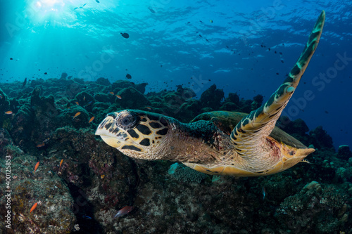 Hawksbill sea turtle swims above coral reef in tropical waters © Mike Workman