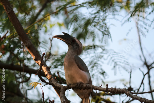 blue heron bird sitting on the branch of the tree © Kavkirat