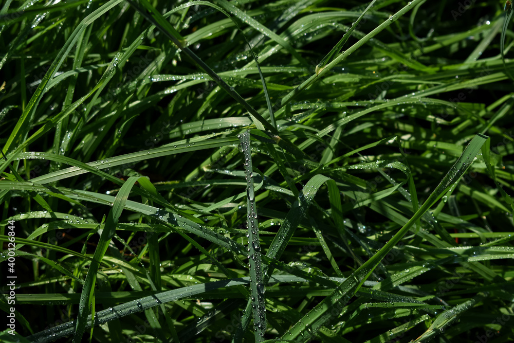 Fondo natural de hierba graminoide, de un verde intenso y hoja estrecha, cubierta de gotas de agua después de caer un aguacero. Fondo natural de hierba graminoide, de un verde intenso y hoja estrecha, cubierta de gotas de agua después de caer un aguacero.