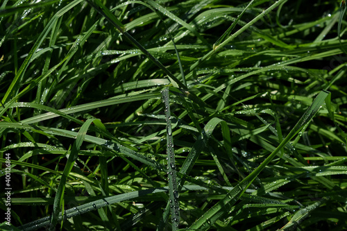 Fondo natural de hierba graminoide, de un verde intenso y hoja estrecha, cubierta de gotas de agua después de caer un aguacero. (ID: 400126844)
