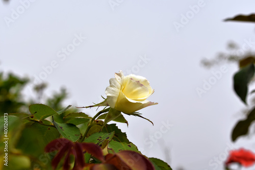 Rosa blanca en el jardín sobre un cielo gris de verano afectada por la enfermedad de la mancha negra. Fondo de naturaleza al aire libre. (ID: 400126873)