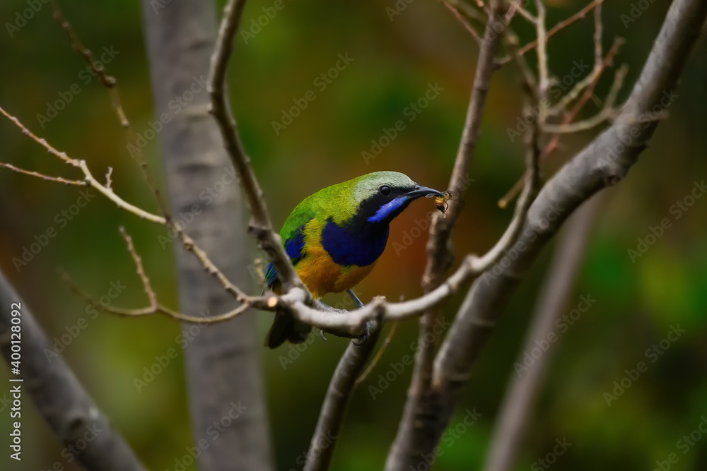 The bird resting on the branch is the male Orange-bellied Leafbird
The bird resting on the branch is the male Orange-bellied Leafbird