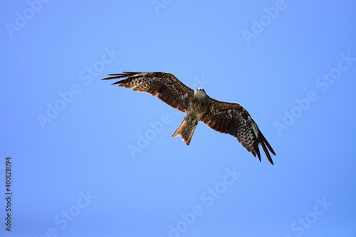 Black-eared Kite (Milvus migrans lineatus) flying in blue Sky 