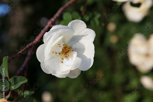 A close up of double flower of white briar (dog rose) in a garden on a sunny morning, space for text photo