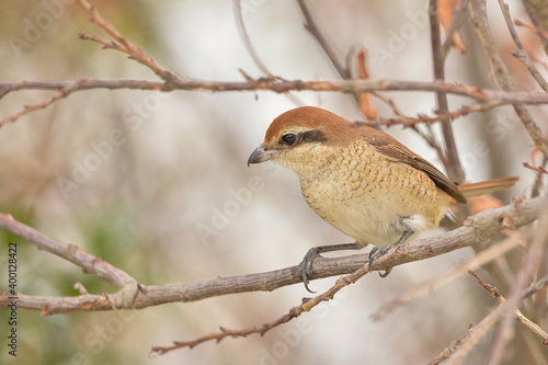 The bird perched on the branch is a female Tiger Shrike
