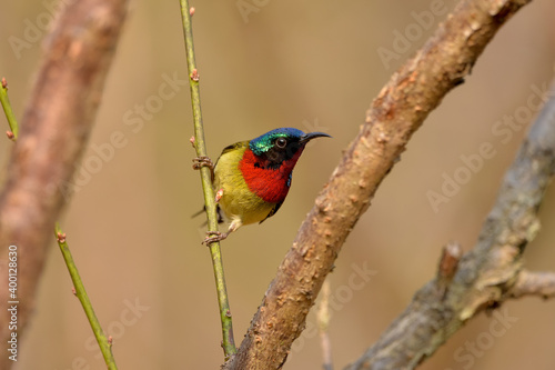 A male Fork-tailed Sunbird is foraging on the branch
