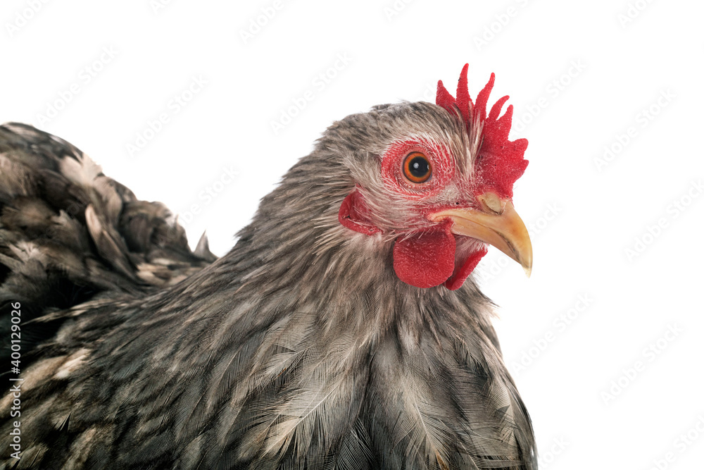 pekin chicken