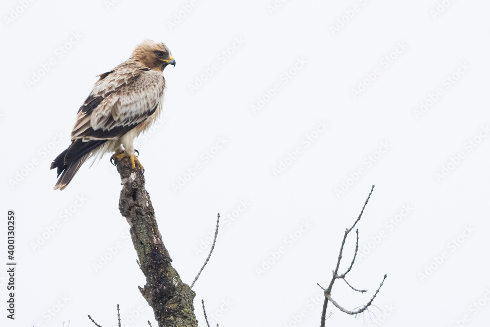 Obraz premium Booted Eagle - Zwergadler - Hieraaetus pennatus, Spain (Andalucia), adult, pale morph