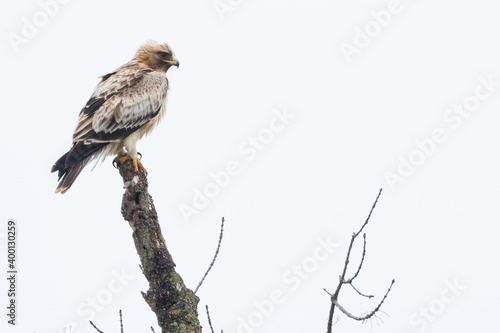 Booted Eagle - Zwergadler - Hieraaetus pennatus, Spain (Andalucia), adult, pale morph