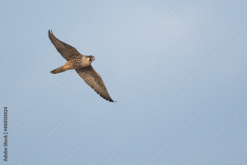 Obraz premium Peregrine Falcon - Wanderfalke - Falco peregrinus ssp. peregrinus, Germany (Niedersachsen), 1st cy