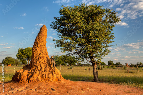 Schilderij op canvas large termite mound in typical african landscape with termite in Namibia, North region near Ruacana Fall