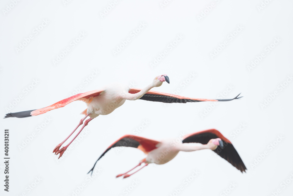 Fototapeta premium Greater Flamingo, Phoenicopterus roseus
