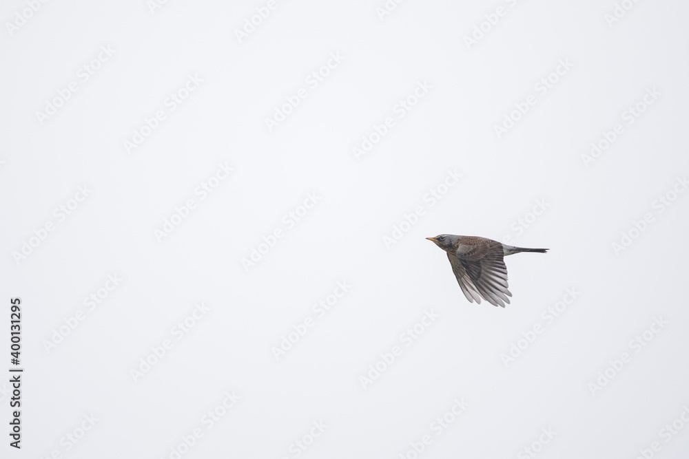 Obraz premium Fieldfare - Wacholderdrossel - Turdus pilaris, Germany (Niedersachsen), migrating, adult