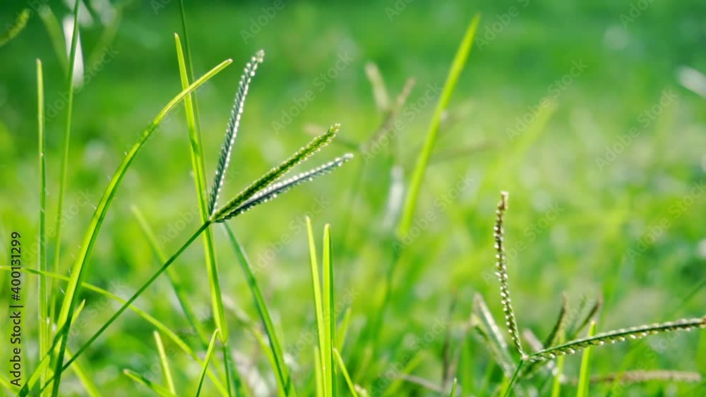 Slow motion blown grass in the sun. High quality FullHD footage Slow motion blown grass in the sun. High quality FullHD footage