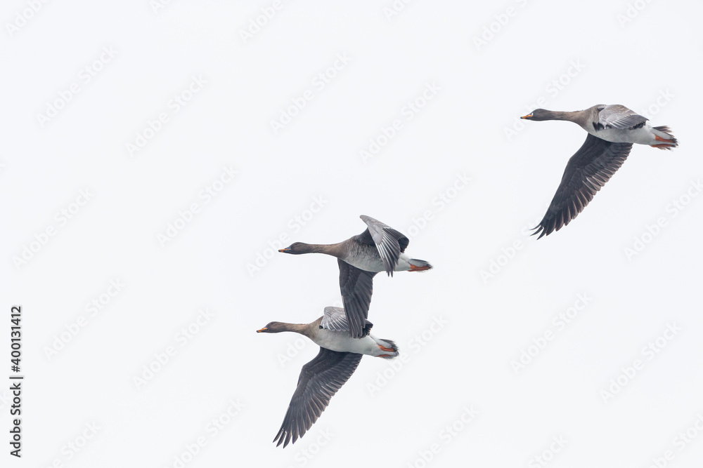 Obraz premium Taiga bean goose - Wald-Saatgans - Anser fabalis fabalis, Germany (Brandenburg)
