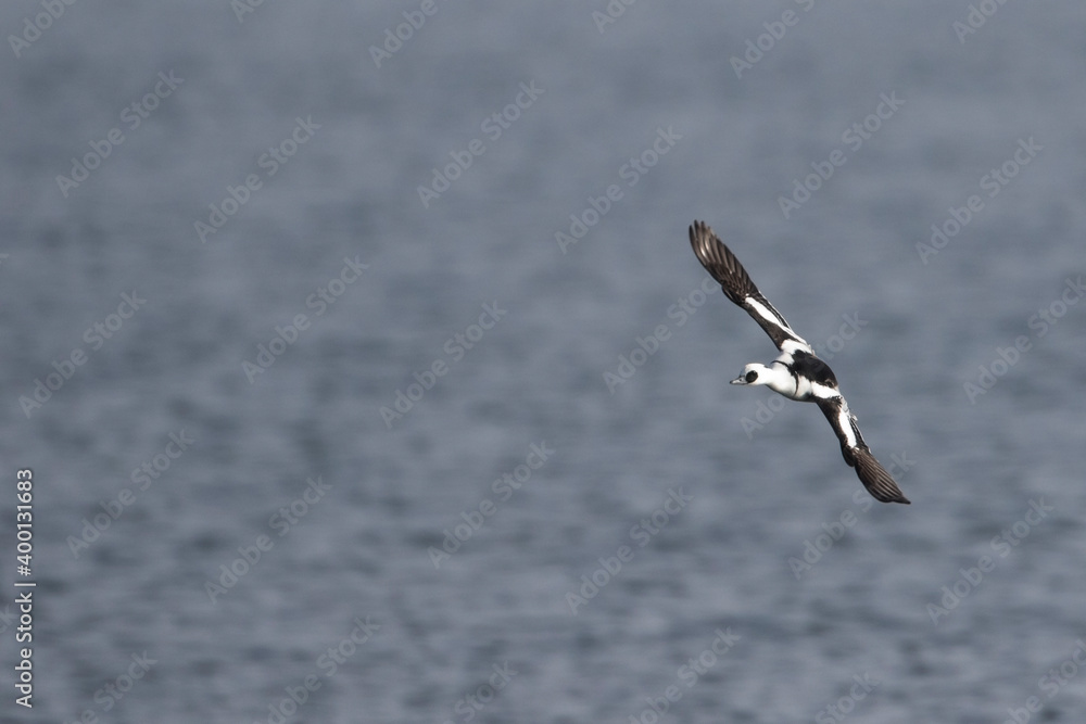 Smew - Zwergsäger - Mergellus albellus, Germany, adult male Smew - Zwergsäger - Mergellus albellus, Germany, adult male
