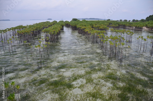 Jakarta, Indonesia: Mangrove nursery to grow new plants for coastal management