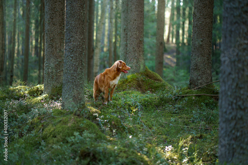 dog in forest. Nova Scotia Duck Tolling Retriever in nature among the trees. 
