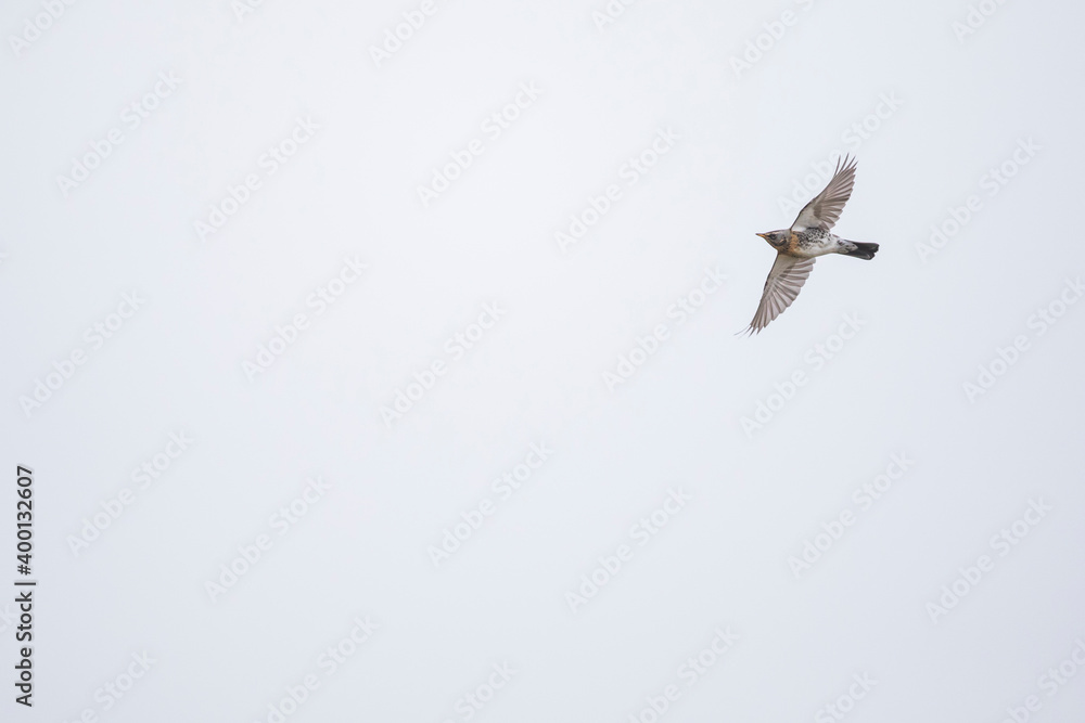 Obraz premium Fieldfare - Wacholderdrossel - Turdus pilaris, Germany (Niedersachsen), migrating, adult