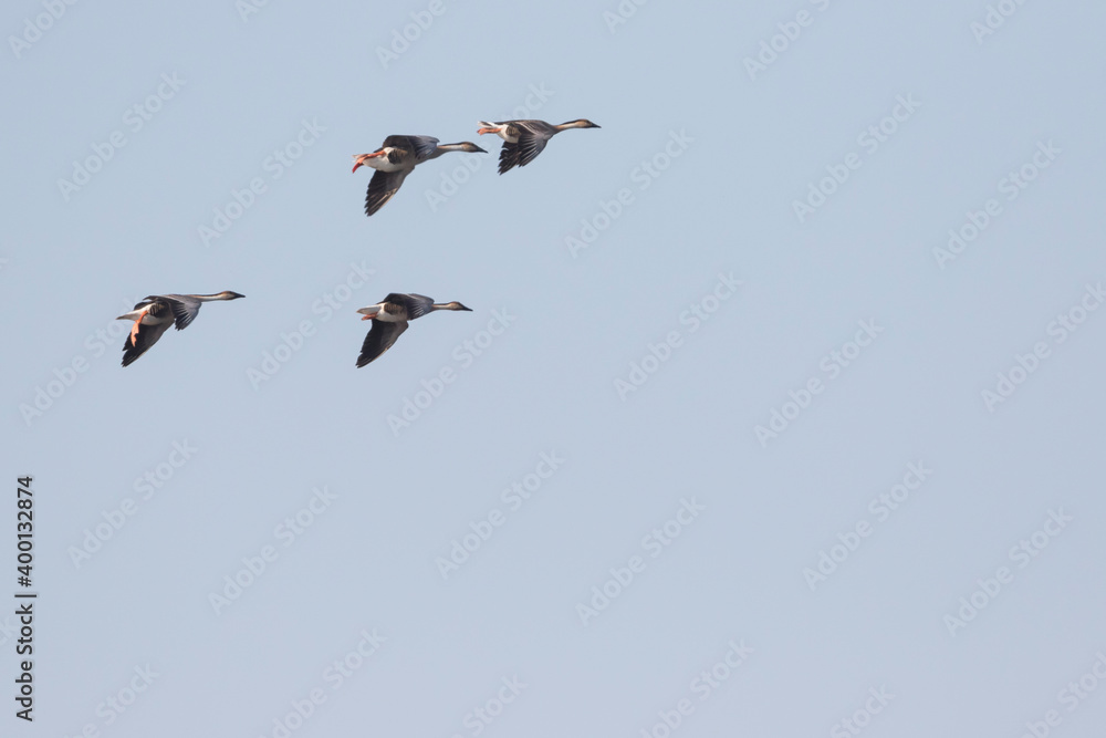 Swan Goose - Schwanengans - Anser cygnoides, Russia (Burjatia), adult