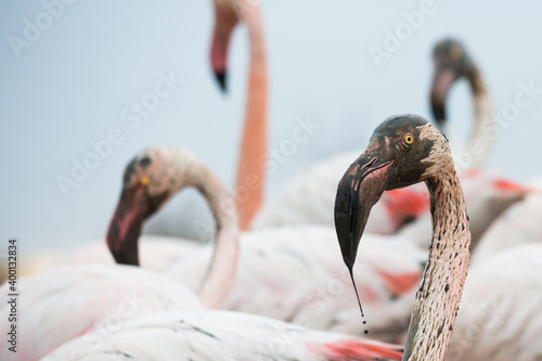 Greater Flamingo, Phoenicopterus roseus