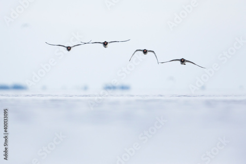 Oystercatcher - Austernfischer - Haematopus ostralegus ostralegus  Germany  Schleswig Holstein 