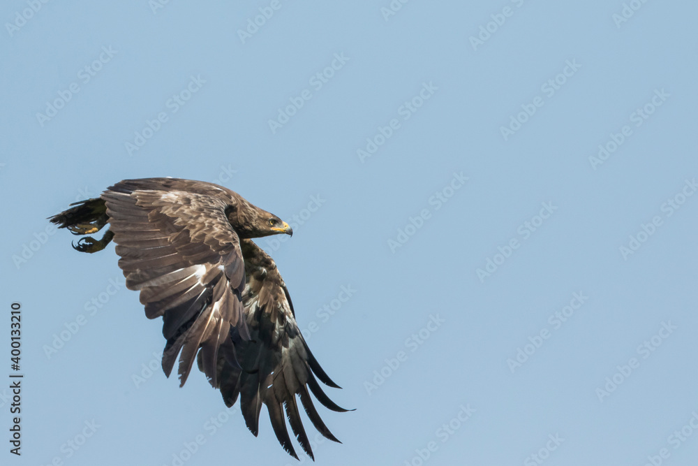 Fototapeta premium Lesser Spotted Eagle - Schreiadler - Clanga pomarina, Romania, adult