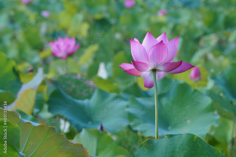 Close up of water lotus in morning sunshine Close up of water lotus in morning sunshine