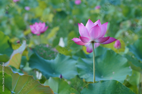 Close up of water lotus in morning sunshine