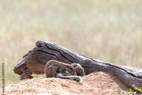 South African striped cape ground squirrel, Xerus erythropus,in desert Kalahari, South Africa safari wildlife