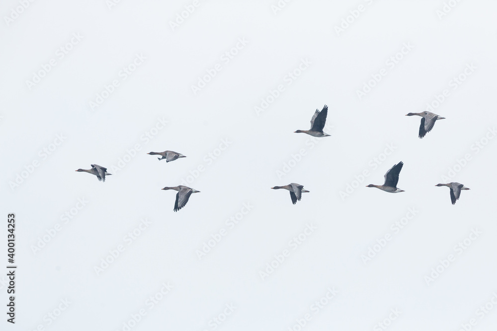 Taiga bean goose - Wald-Saatgans - Anser fabalis fabalis, Germany (Brandenburg) Taiga bean goose - Wald-Saatgans - Anser fabalis fabalis, Germany (Brandenburg)