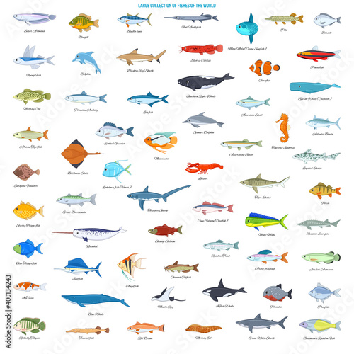 Large Collection of Fishes of the World. Cartoon style vector icons