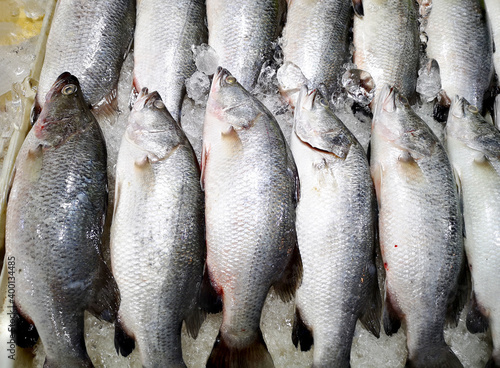 Bunch of fresh Lates calcarifer or Silver perch fish on ice. Street seafood in Asia spiny Asian seabass, barramundi, giant seaperch, silver seaperch fish is placed at the food market in Thailand. photo