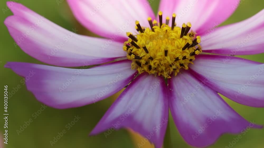 Light pink mexican aster blossom or cosmos blooming marcro nature outdoor background Light pink mexican aster blossom or cosmos blooming marcro nature outdoor background