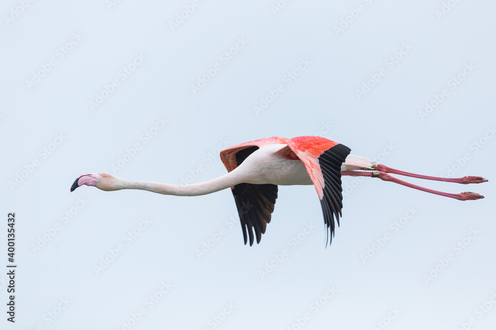 Fototapeta premium Greater Flamingo, Phoenicopterus roseus
